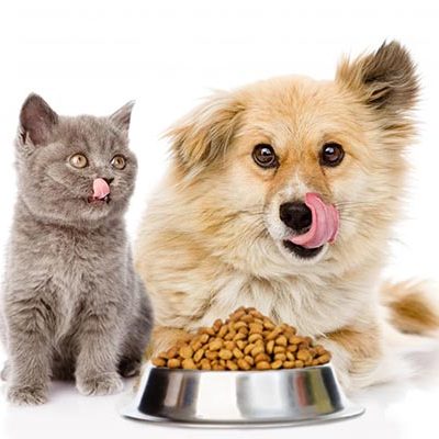 pet food production اکسترودر غذای سگ و گربه