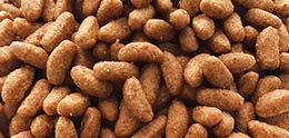 غذای گربه