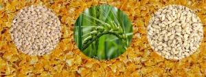 فلیکینگ، خوراک فلیک